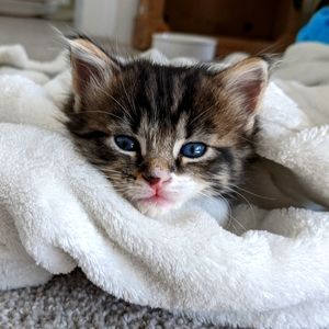 Meet your Posher, Jewel
